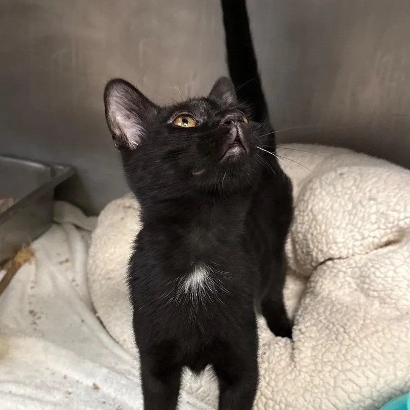A baby medium-sized male Black Domestic Short Hair cat named Louie for adoption in San Jacinto, CA