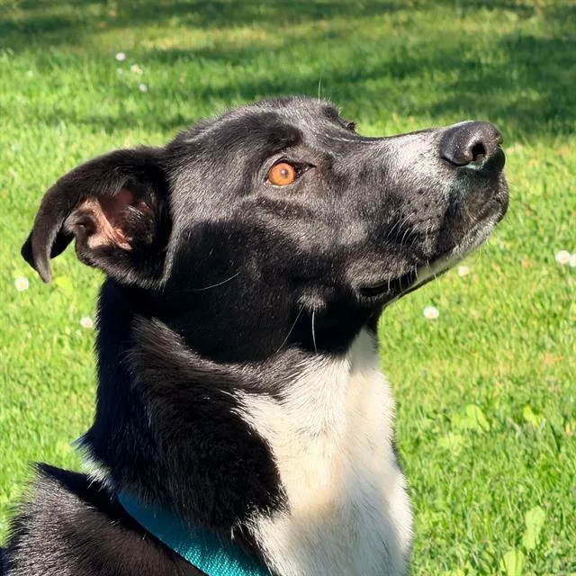 A young large-sized male German Shepherd Dog dog named Jasper for adoption in Alameda, CA