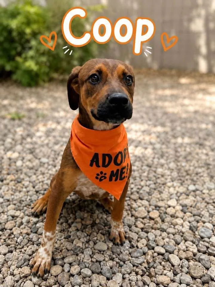 Coop