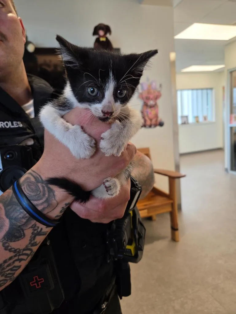 A baby small-sized female Domestic Short Hair cat named Smores for adoption in Bossier City, LA