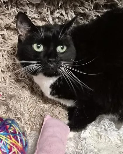 A senior medium-sized female Domestic Short Hair cat named Sunny for adoption in Conway, SC