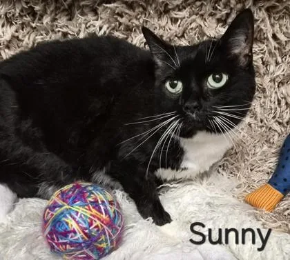 Sunny thumbnail 2
