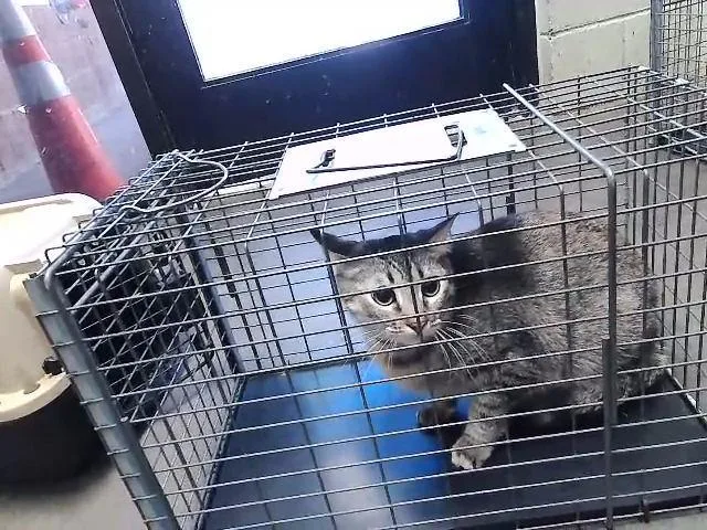 A young medium-sized female Domestic Short Hair cat named Penny for adoption in Tulsa, OK