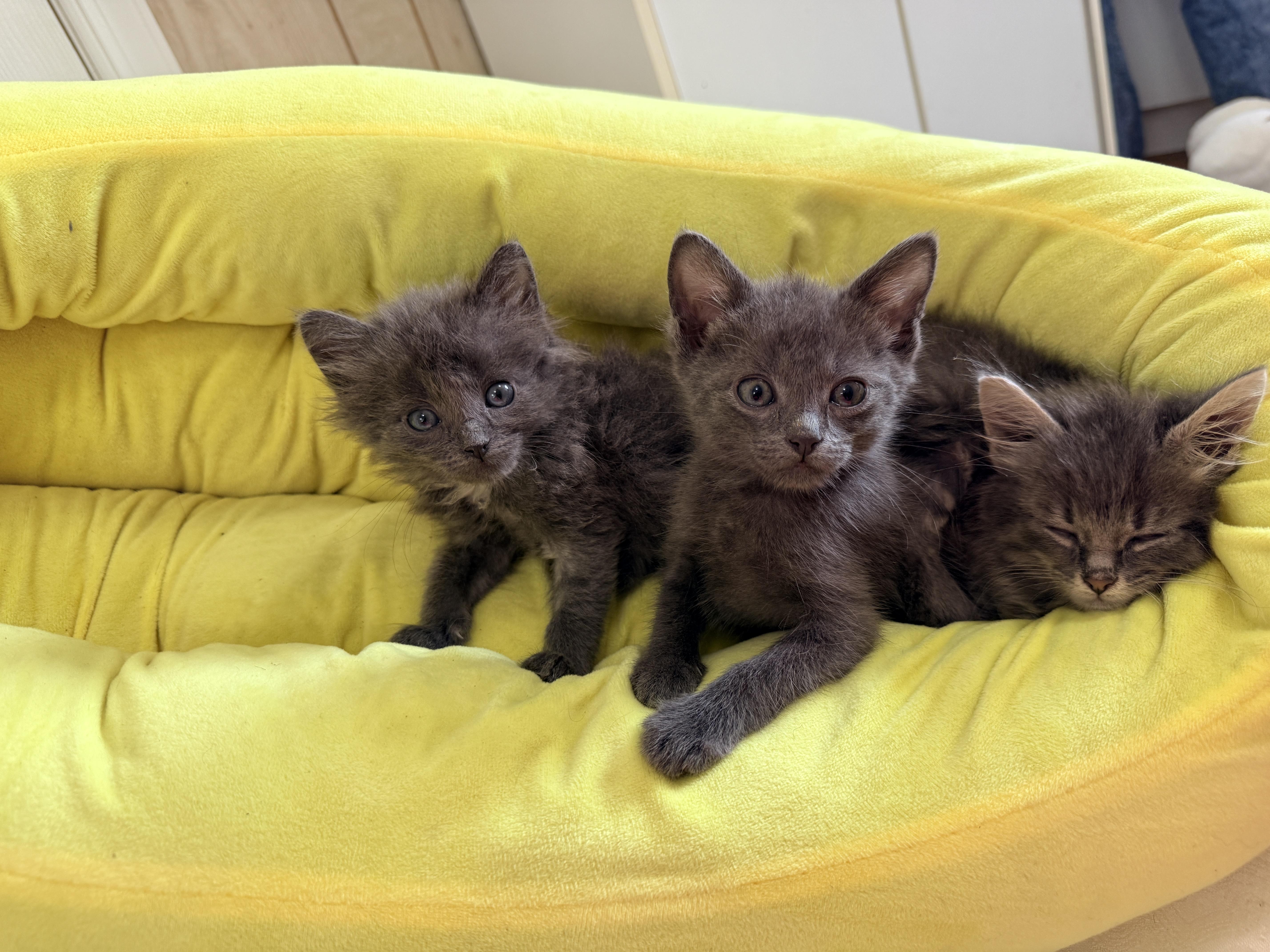 A baby small-sized male Gray & White Domestic Short Hair cat named Totoro for adoption in Columbia, MD