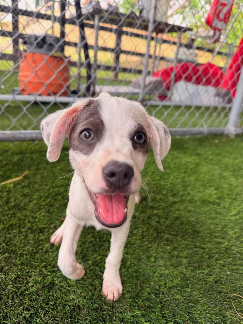 A baby small-sized female Mixed Breed dog named Drew for adoption in Brooklyn, NY