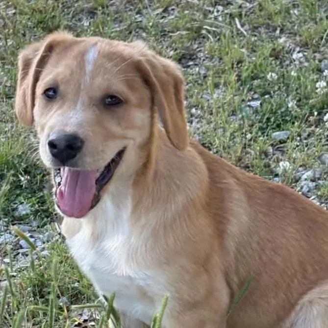 A baby medium-sized male Yellow / Tan / Blond / Fawn Labrador Retriever dog named Asher Renata for adoption in Andover, MA