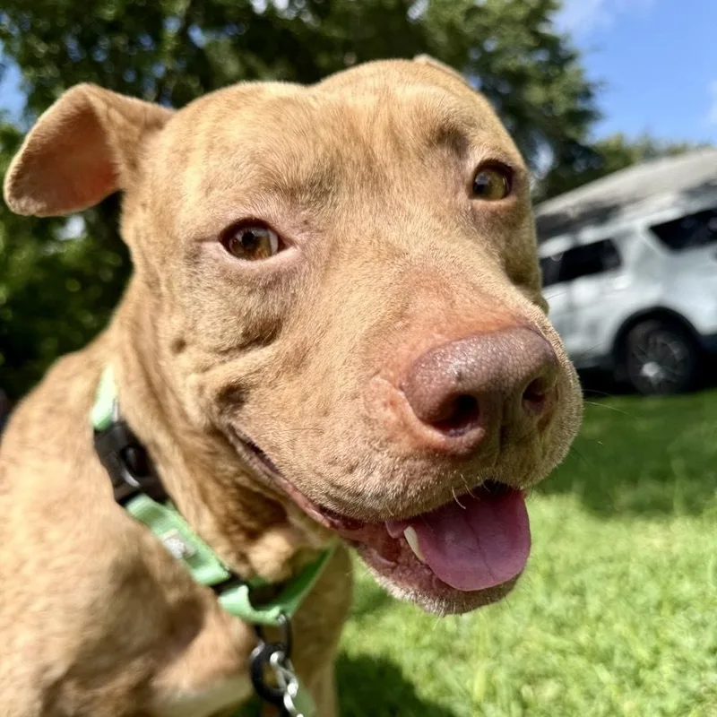 An adult large-sized male Yellow / Tan / Blond / Fawn American Staffordshire Terrier dog named Jerry for adoption in Houston, TX