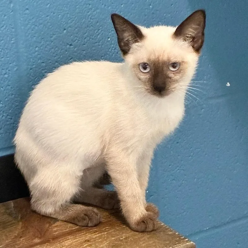 A baby small-sized female White Domestic Short Hair cat named King Dice for adoption in Carencro, LA