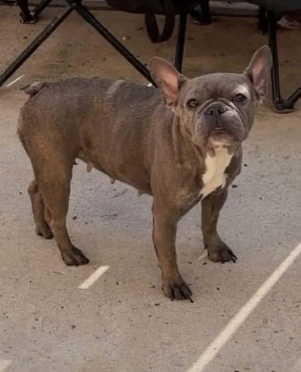 An adult small-sized female French Bulldog dog named Finn for adoption in Gainesville, VA