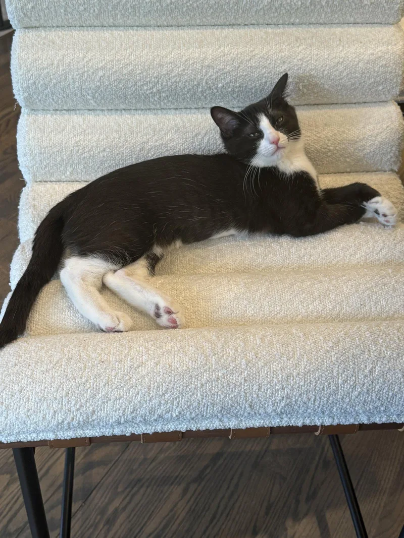 A young medium-sized female Black & White / Tuxedo Domestic Short Hair cat named Tintagel for adoption in Aurora, CO