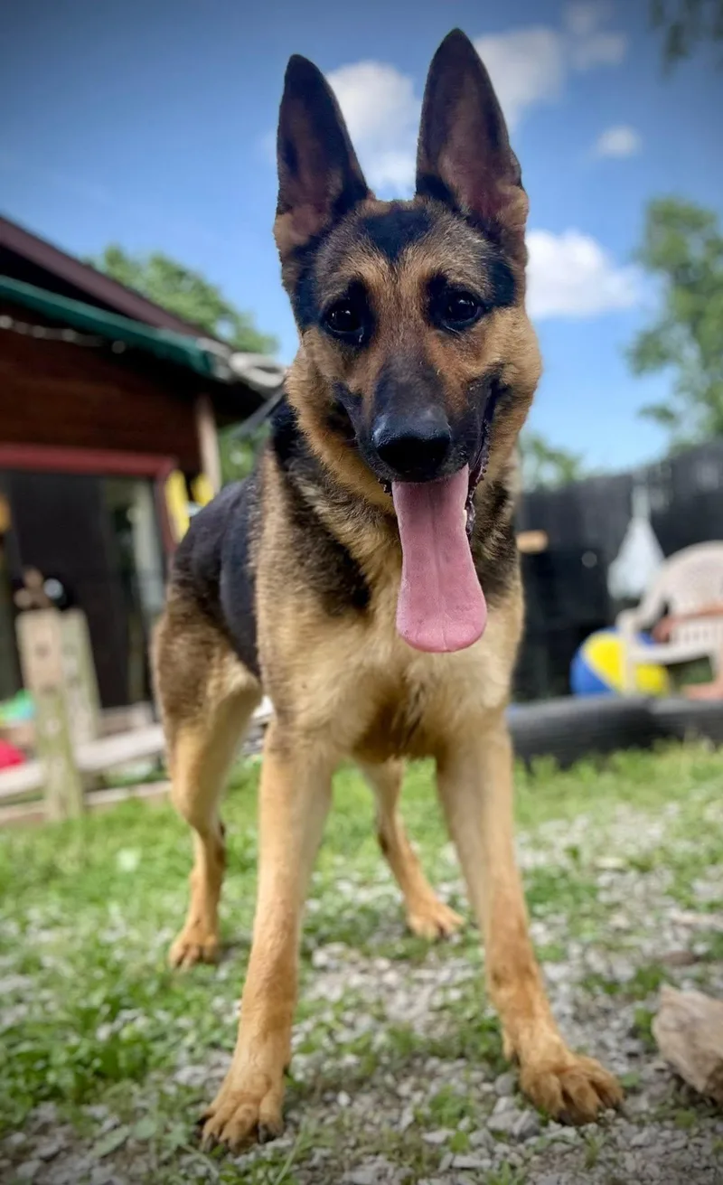 An adult large-sized female Bicolor German Shepherd Dog dog named Glory for adoption in Royalton, IL