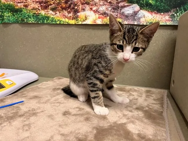 A baby small-sized male Domestic Medium Hair cat named A for adoption in Moreno Valley, CA