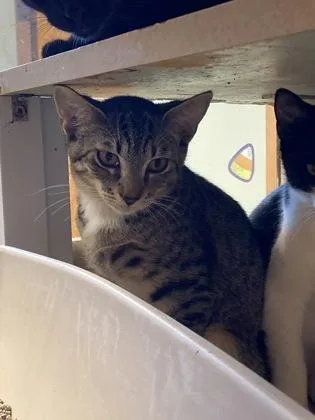 A baby small-sized female Domestic Short Hair cat named Pumpkin Spice for adoption in Palm Coast, FL