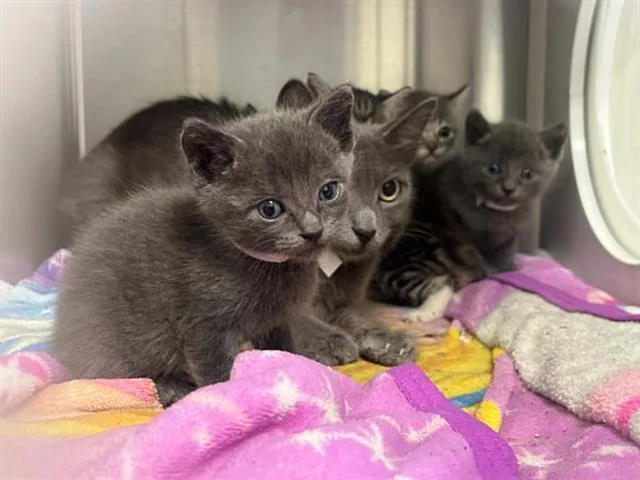 A baby small-sized male Domestic Short Hair cat named Scorpion for adoption in Tustin, CA