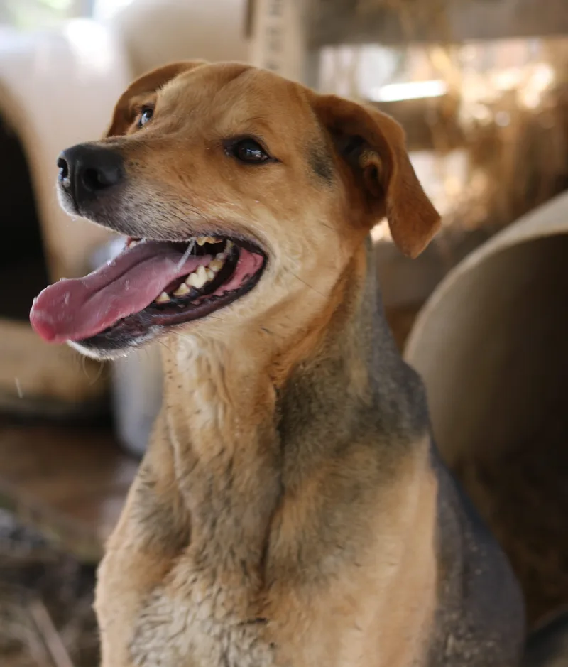 A senior large-sized male Black Mixed Breed dog named Daario for adoption in Rossville, TN