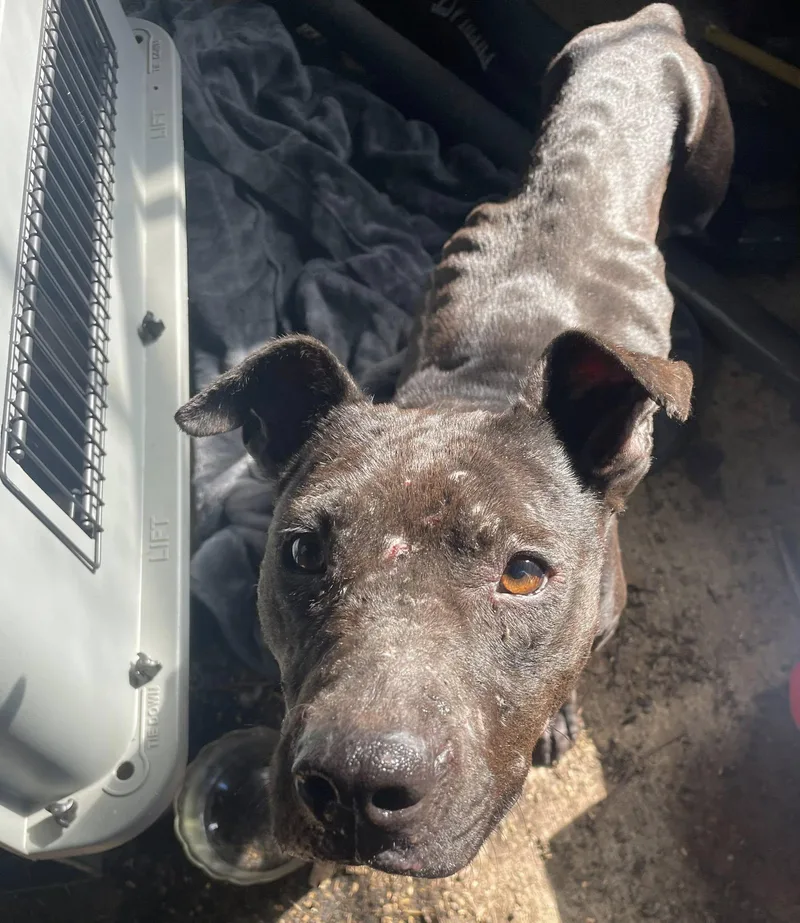 An adult medium-sized female Black Staffordshire Bull Terrier dog named Nad for adoption in Gulfport, MS
