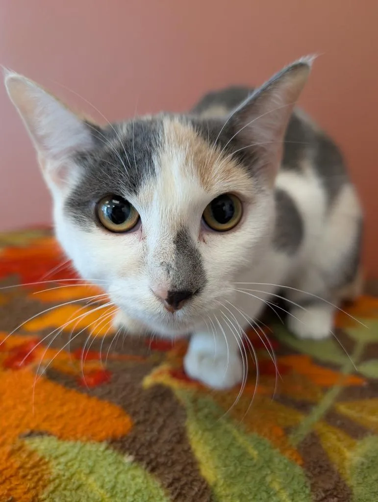A baby medium-sized female Domestic Short Hair cat named Darla for adoption in Superior, WI