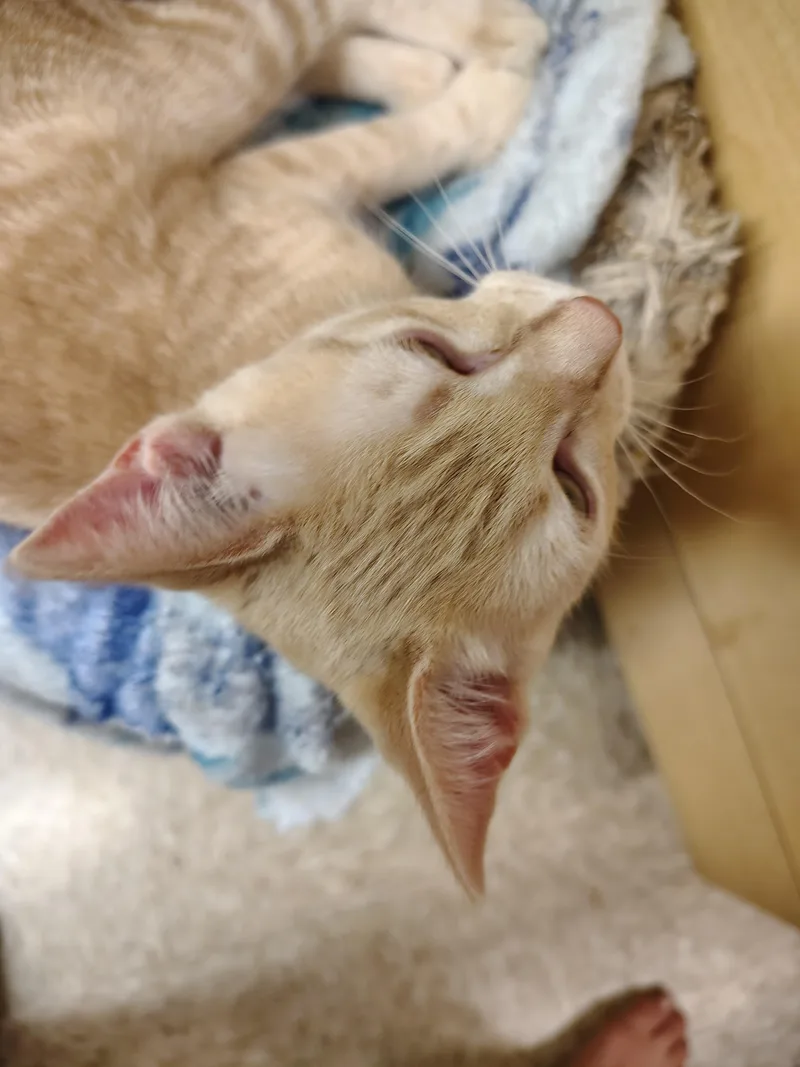 A baby small-sized male Buff / Tan / Fawn Tabby cat named Solar for adoption in Arlington, TX