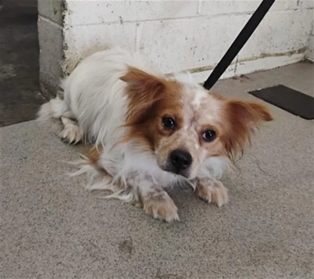 A young small-sized male Chihuahua dog named Picaso for adoption in San Bernardino, CA