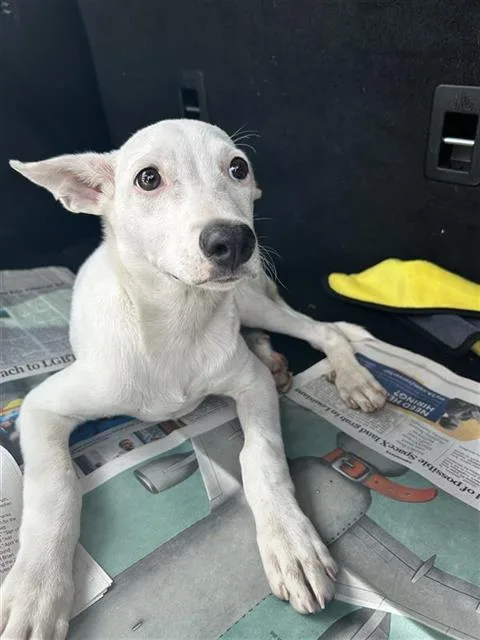A baby small-sized male Retriever dog named William for adoption in San Antonio, TX