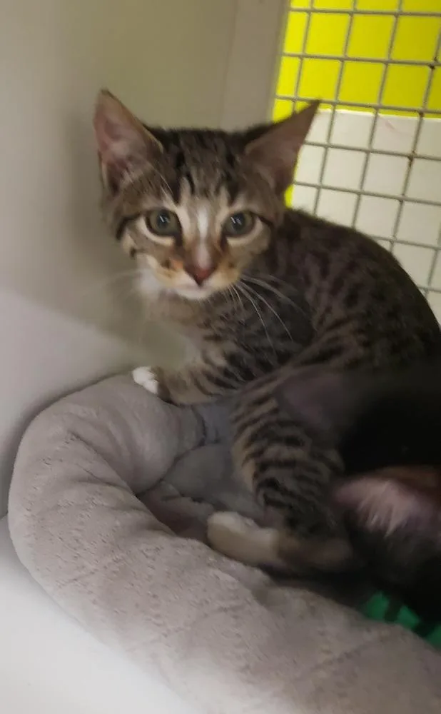 A baby small-sized female Domestic Short Hair cat named Cindy for adoption in Dallas, TX