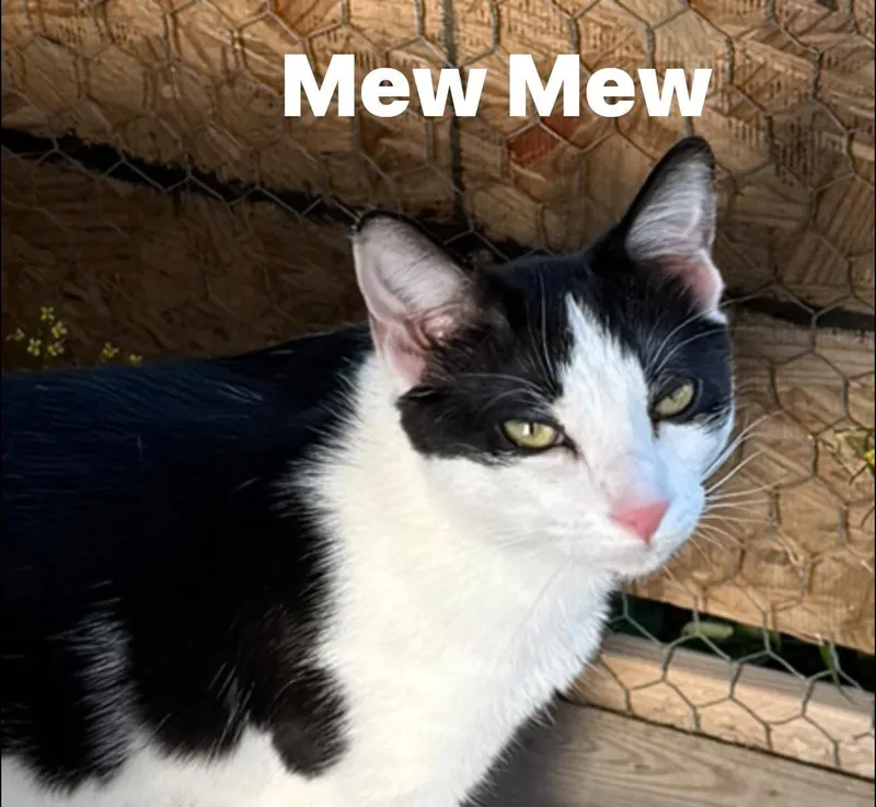 Mew Mew