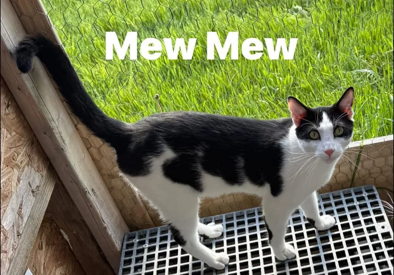 Mew Mew thumbnail 2