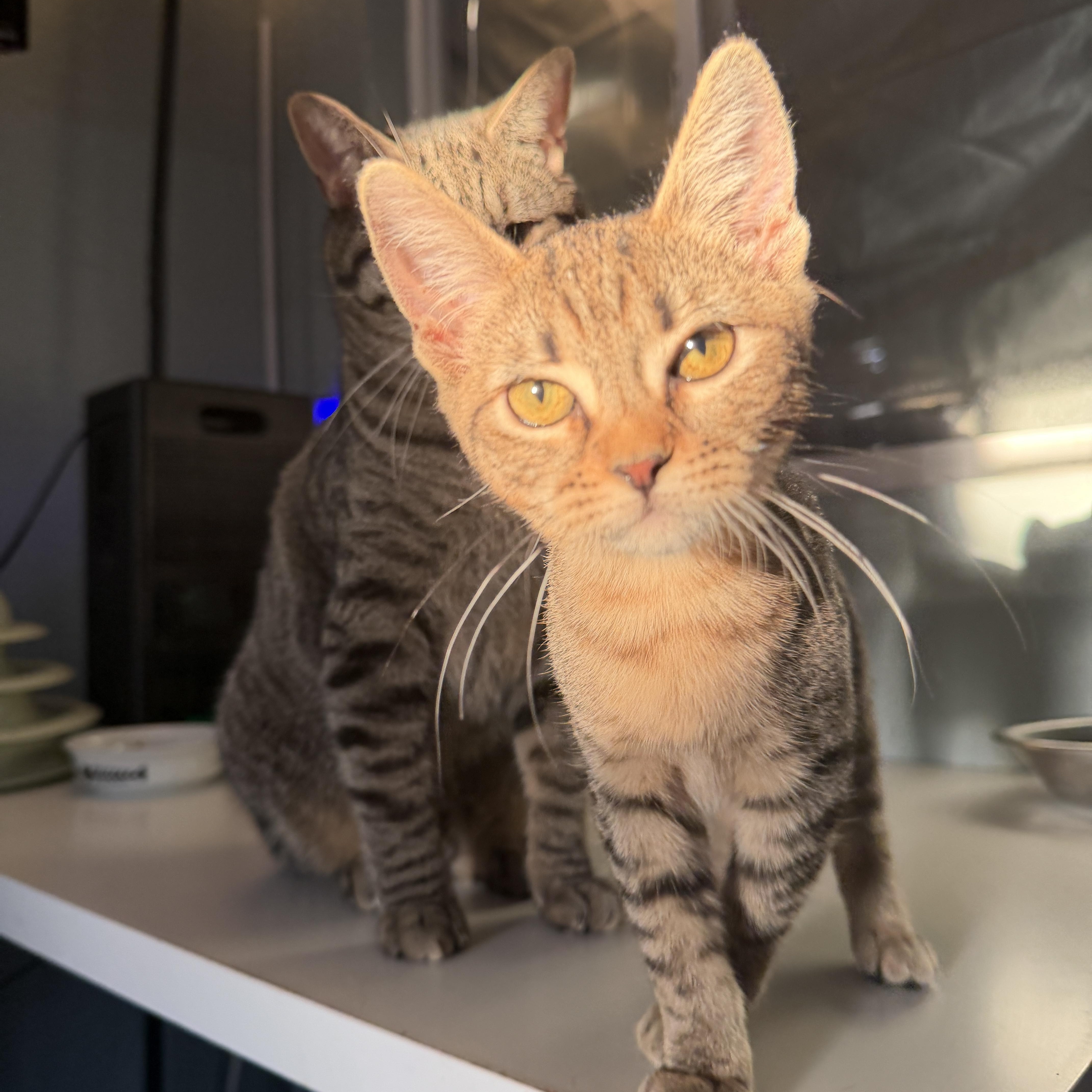 A baby small-sized female Domestic Short Hair cat named Dot for adoption in Chandler, AZ