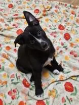 Cutie Pie thumbnail 2