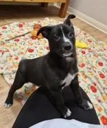 Cutie Pie thumbnail 3