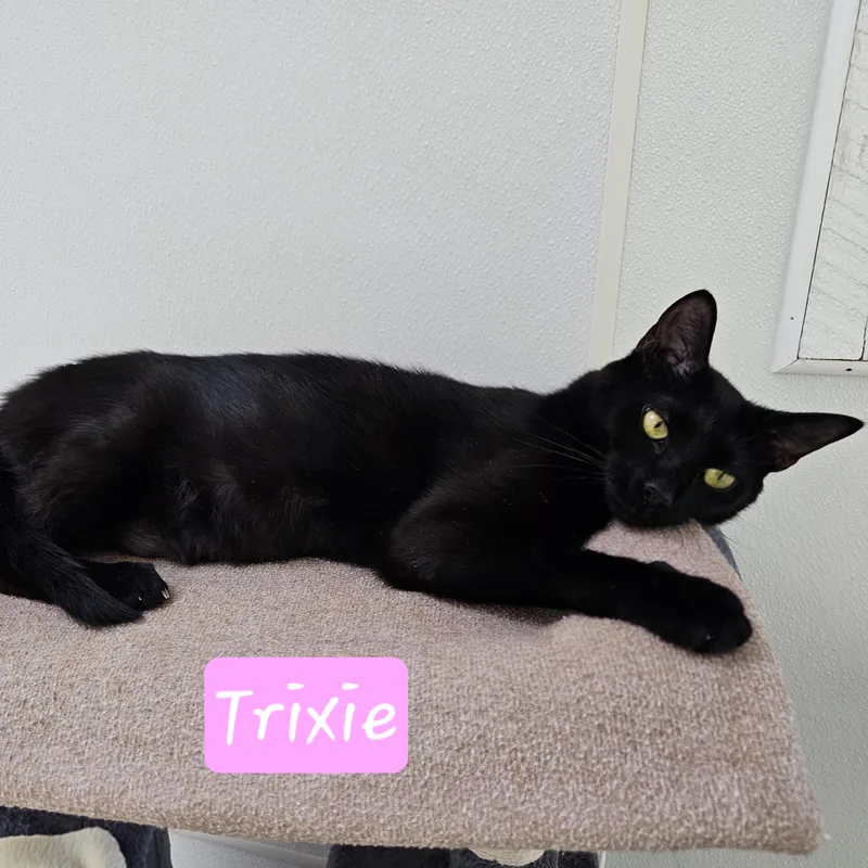 Trixie thumbnail 3