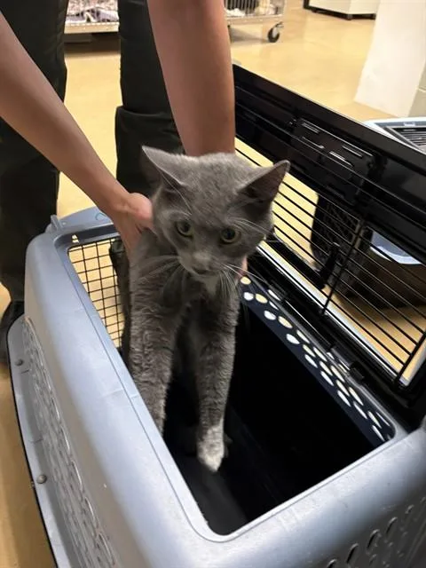 An adult small-sized male Domestic Short Hair cat named Socks for adoption in Minneapolis, MN