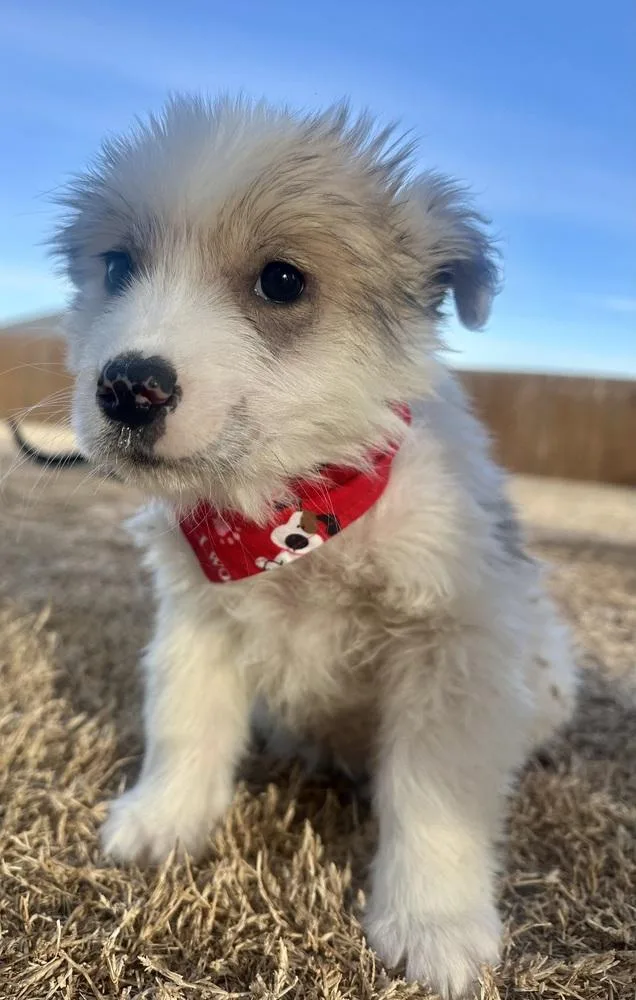 A baby medium-sized female White / Cream Great Pyrenees dog named Jenga for adoption in Shawnee, OK