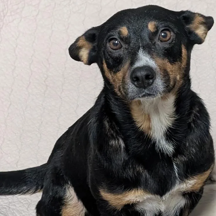 An adult medium-sized female Labrador Retriever dog named Milk Jug for adoption in North Charleston, SC