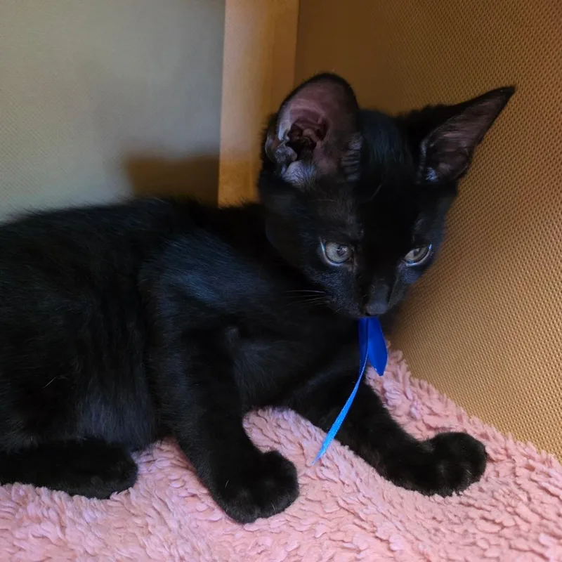 A baby medium-sized male Black Manx cat named Max for adoption in Wiggins, MS