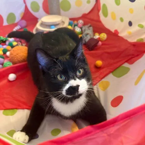 A baby small-sized male Domestic Short Hair cat named Cranberry Sauce for adoption in Toms River, NJ