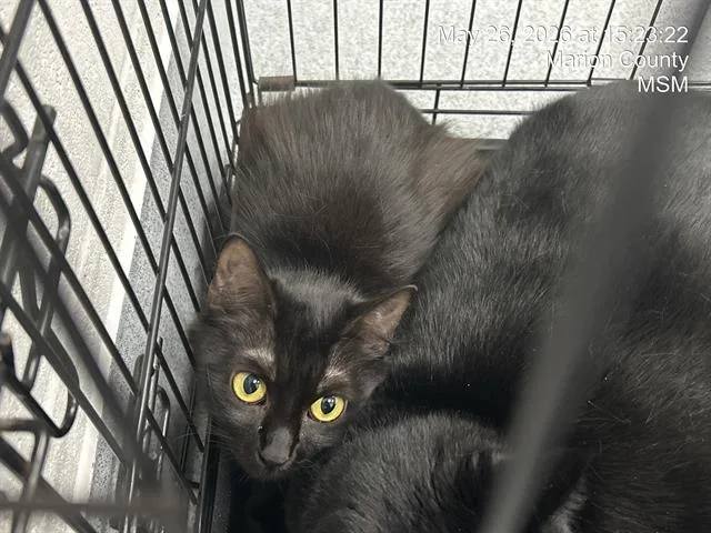 A young small-sized female Domestic Medium Hair cat named Celestial for adoption in Ocala, FL