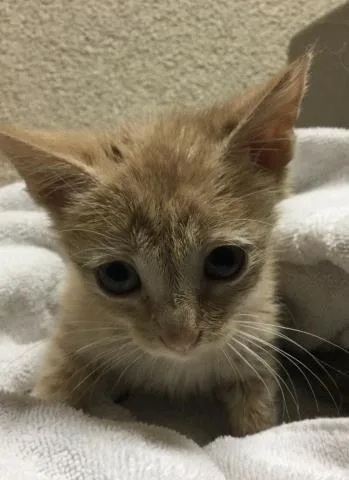 A baby small-sized female Domestic Short Hair cat named Pamela for adoption in Riverside, CA