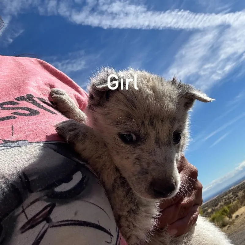 A baby medium-sized female Cattle Dog dog named Fork for adoption in Tacoma, WA