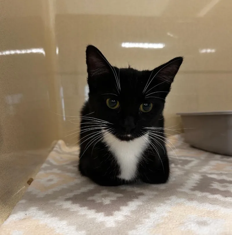 A young medium-sized female Domestic Short Hair cat named Lady Florist for adoption in Gautier, MS