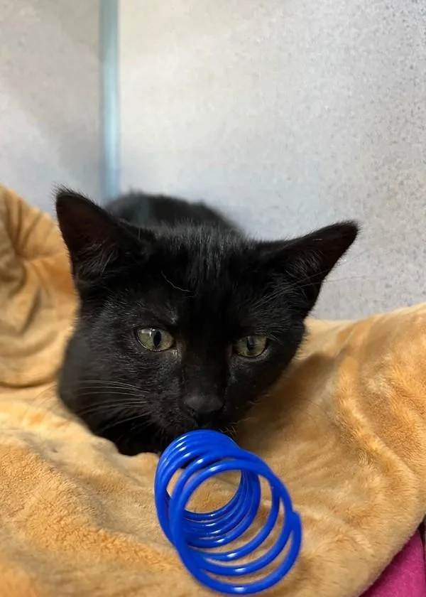 A baby small-sized female Domestic Short Hair cat named Cas for adoption in Skillman, NJ