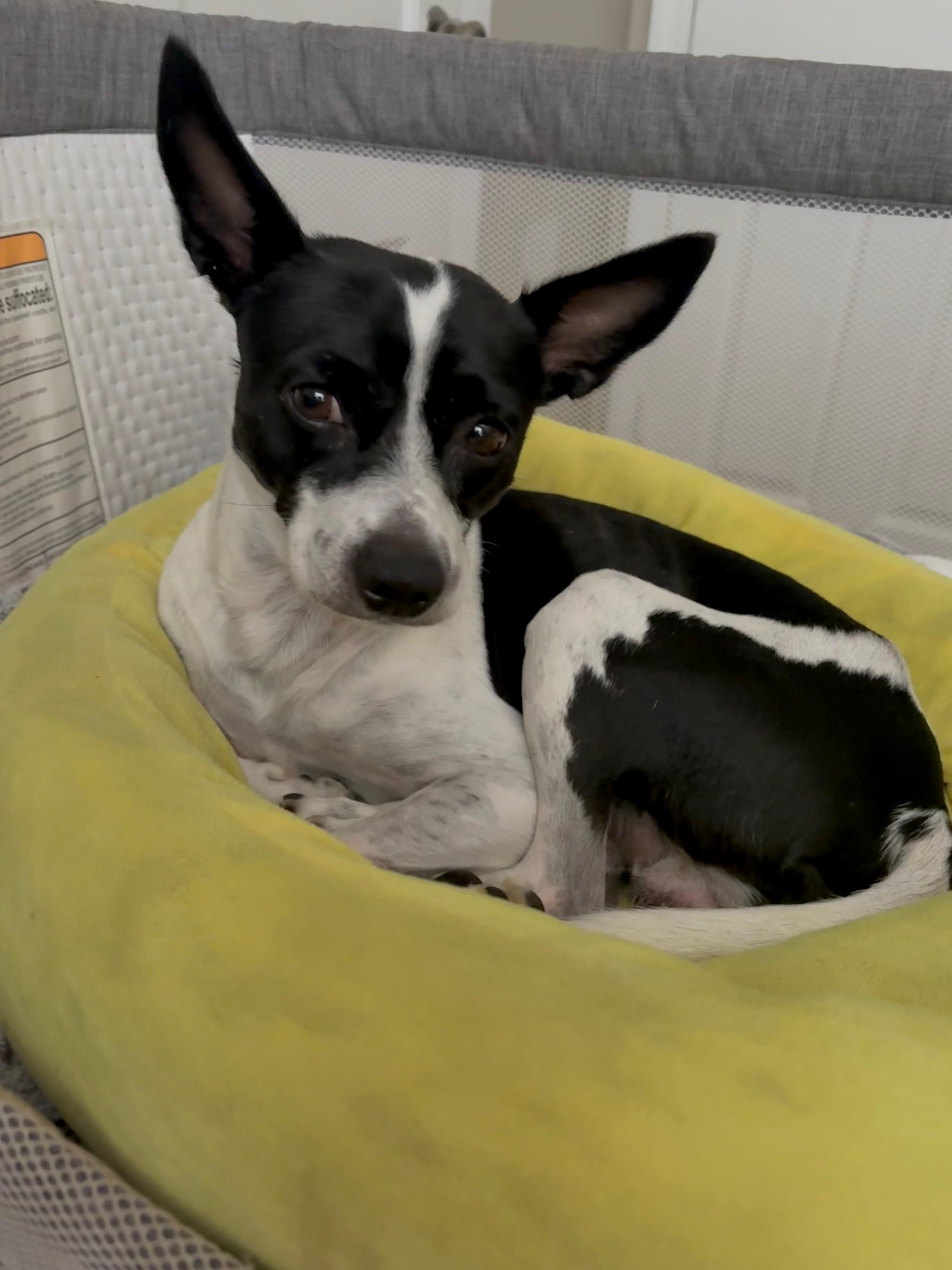 Charlie thumbnail 2