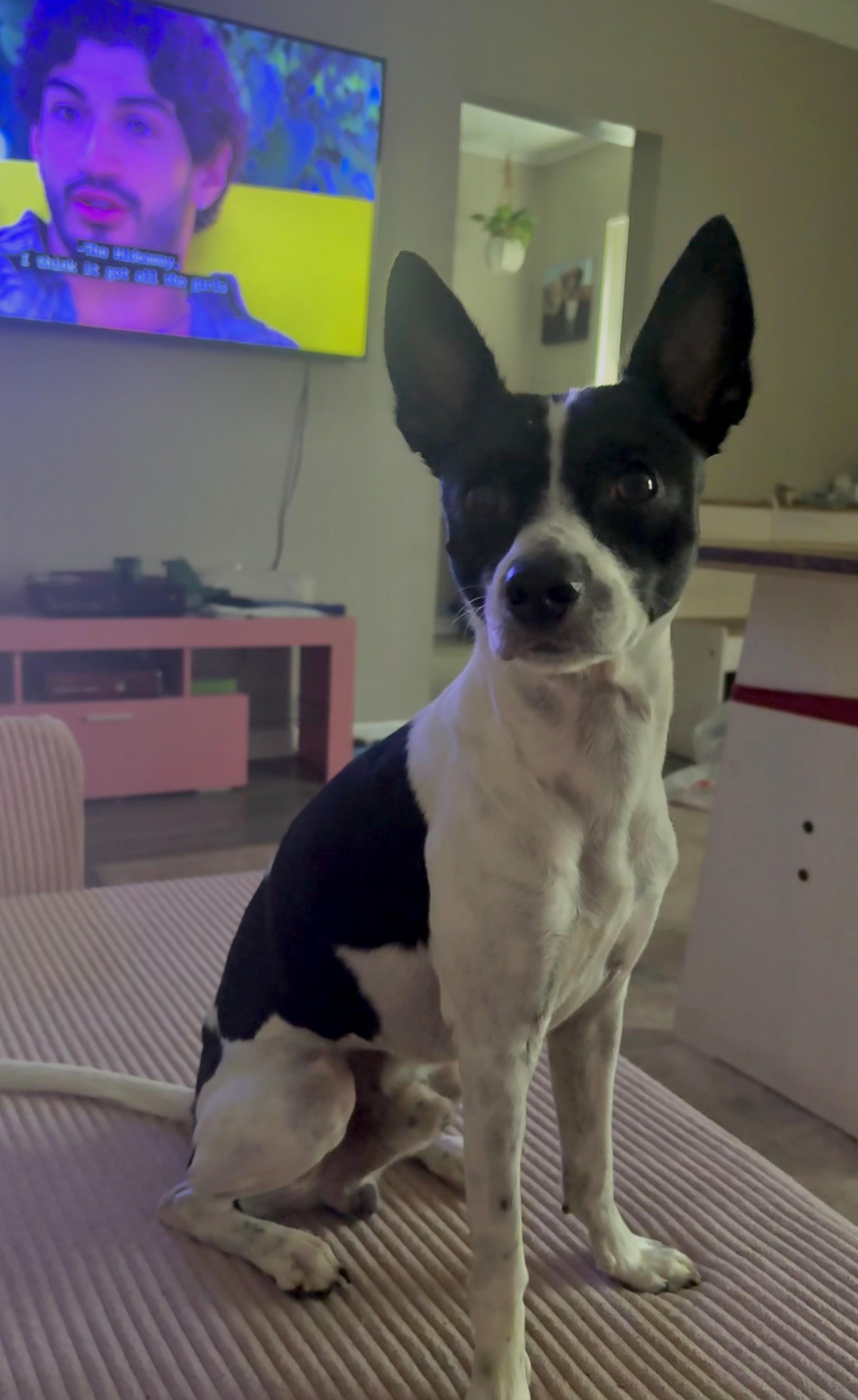 Charlie thumbnail 4