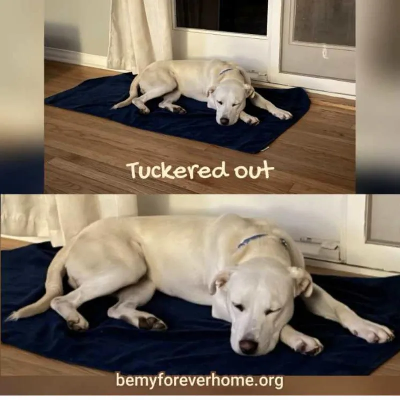 A young medium-sized male Labrador Retriever dog named Tucker for adoption in Plano, TX