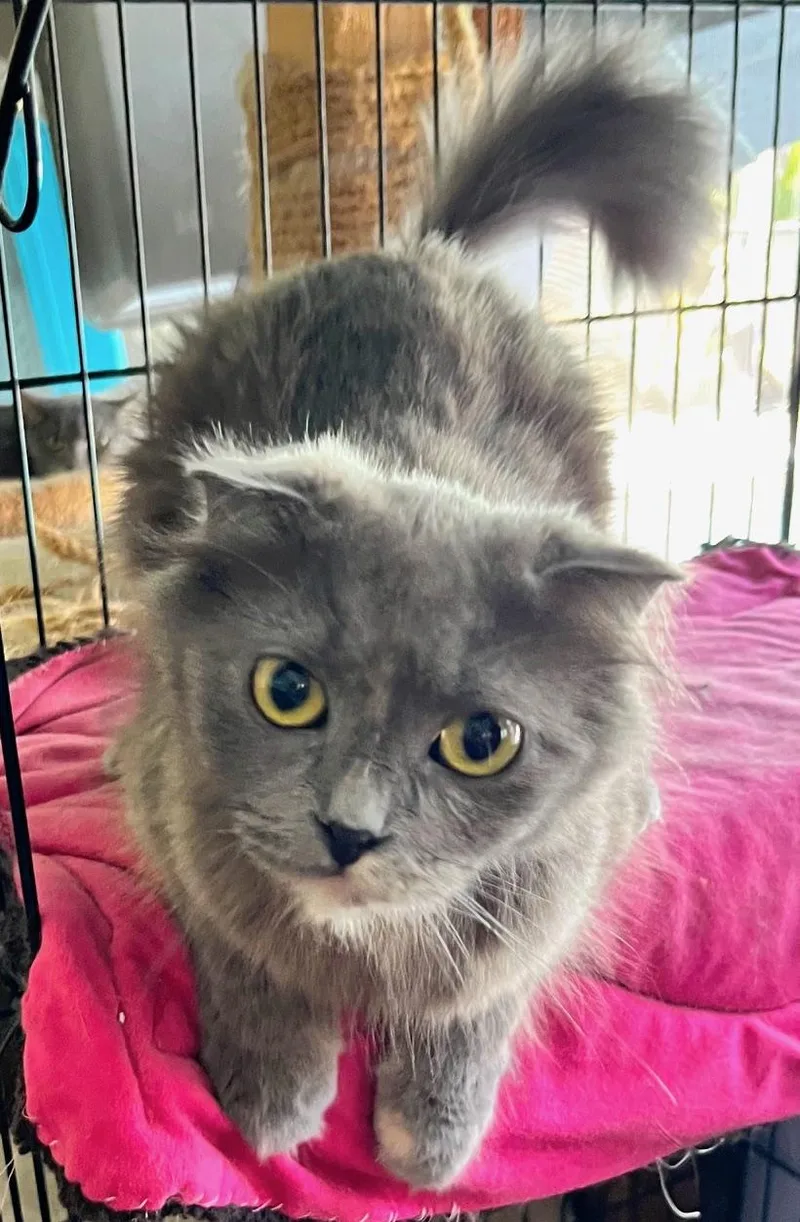 An adult medium-sized female Dilute Tortoiseshell Highland Fold cat named Poppy for adoption in Sarasota, FL