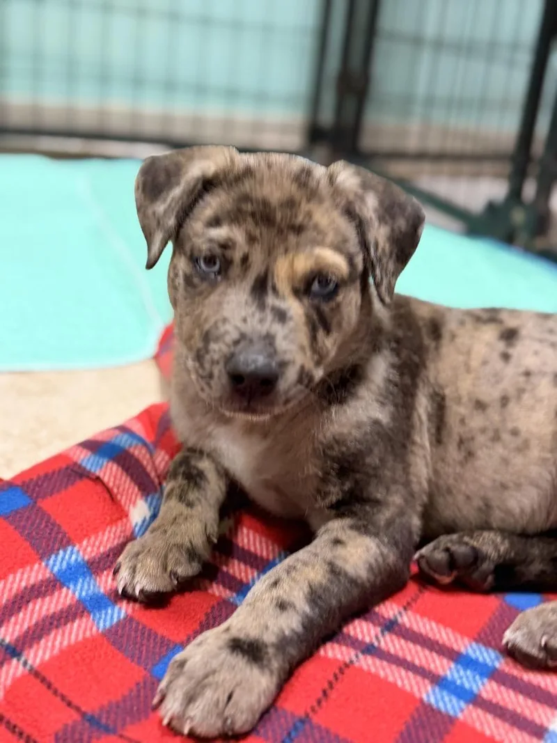 A baby medium-sized male Gray / Blue / Silver Mixed Breed dog named Knox for adoption in Mansfield, TX