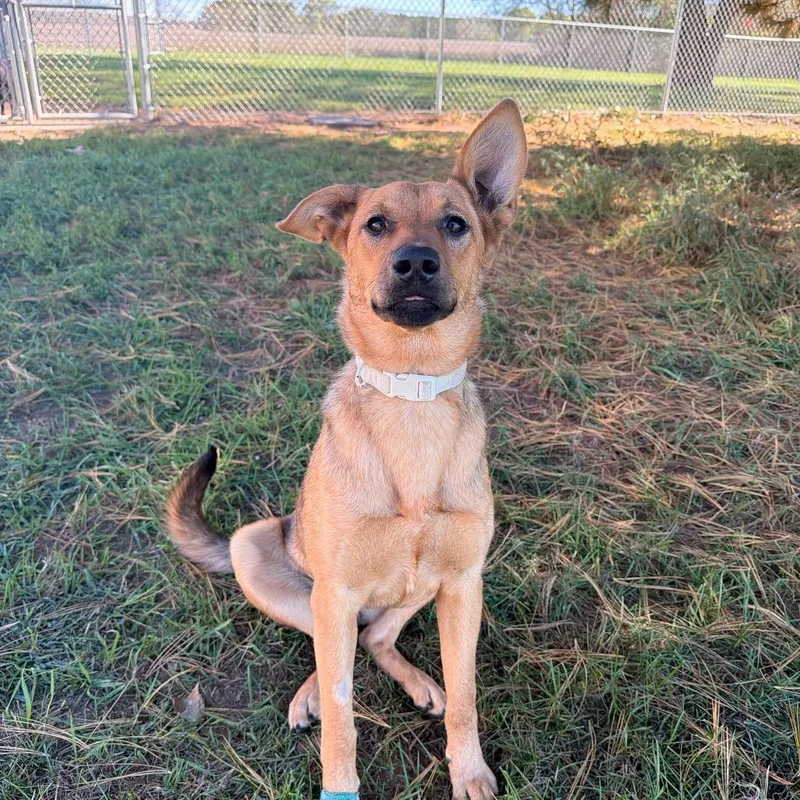 A young medium-sized female Yellow / Tan / Blond / Fawn German Shepherd Dog named Sammy for adoption in Chippewa Falls, WI