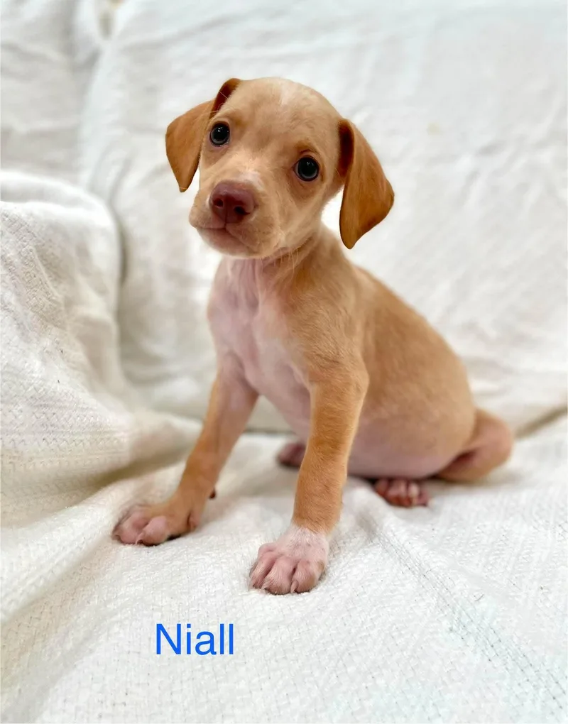 A baby medium-sized male White / Cream Chiweenie dog named Niall for adoption in Madisonville, LA