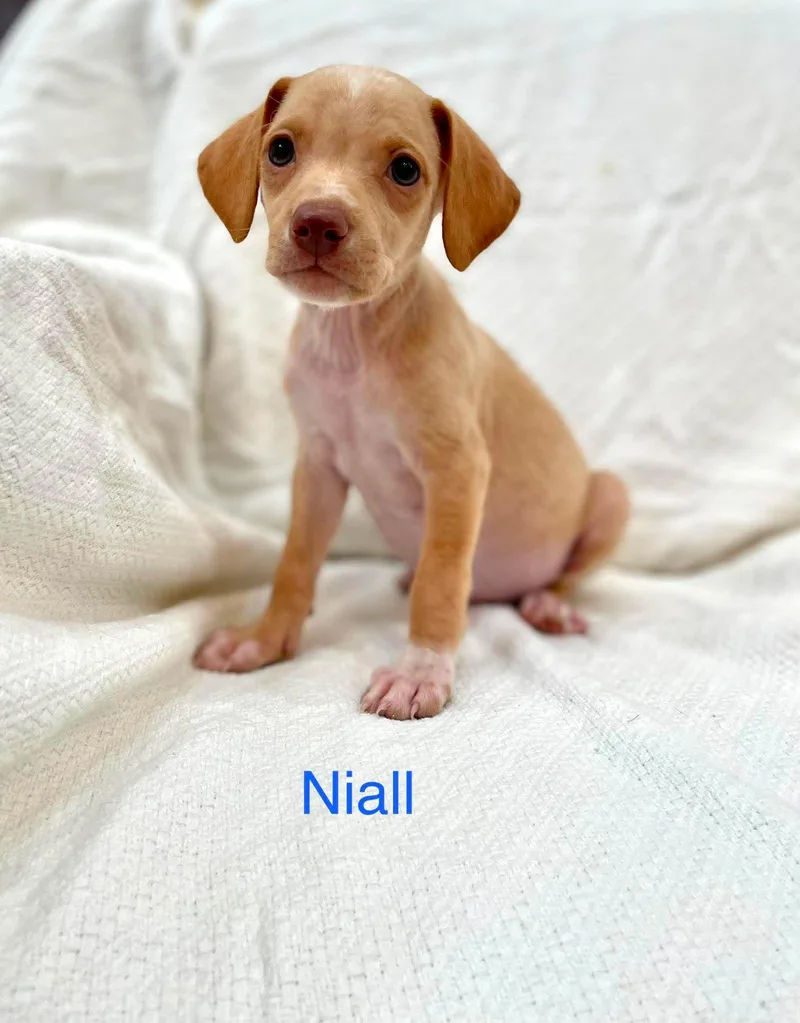 Niall thumbnail 2