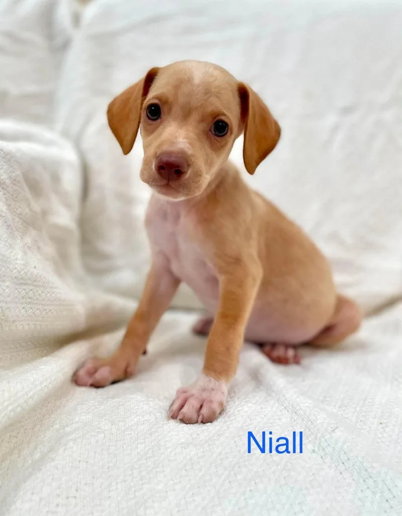 Niall thumbnail 3